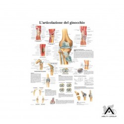 Poster articolazione ginocchio