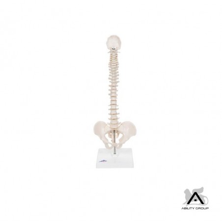 3B Scientific A18/20 Mini Colonna Vertebrale, Elastica + software gratuito di anatomia - 3B Smart Anatomy